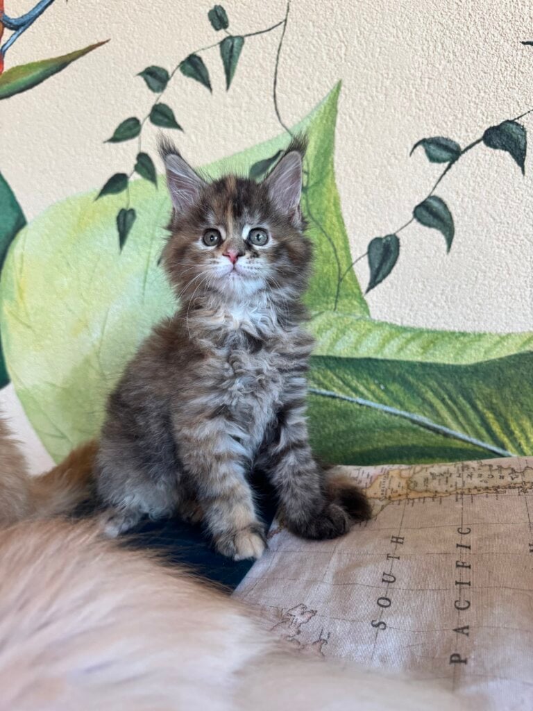 Ilionora Maine Coon Female (Available) $3000