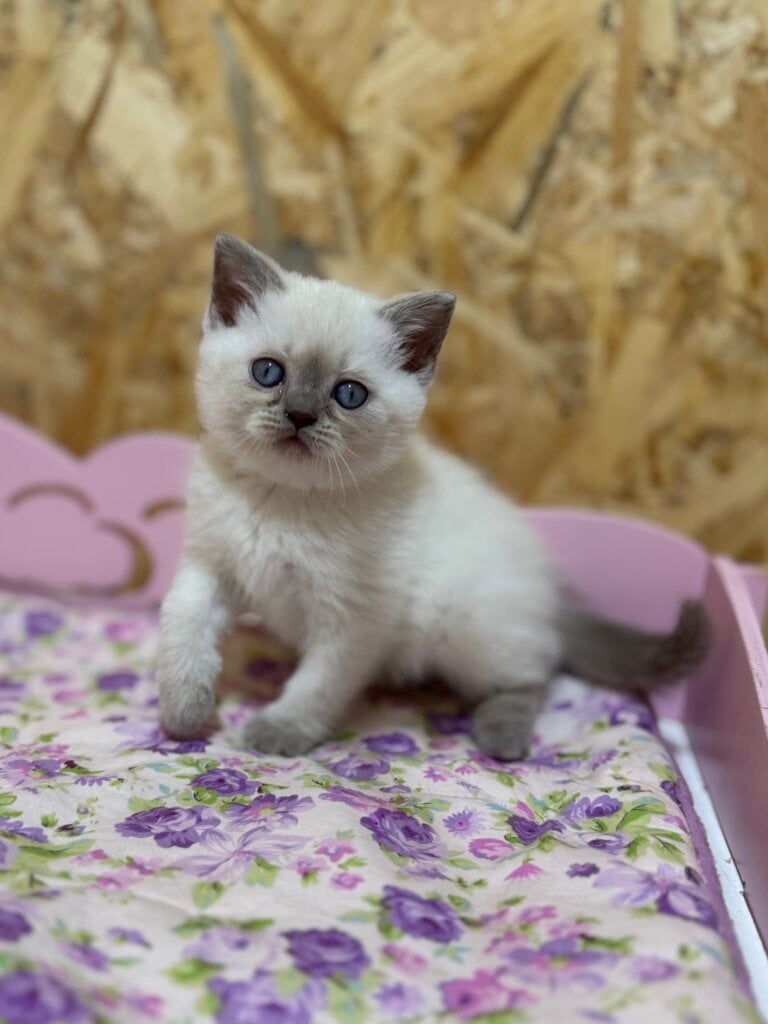 Boniface British Shorthair Male (Available) $2600