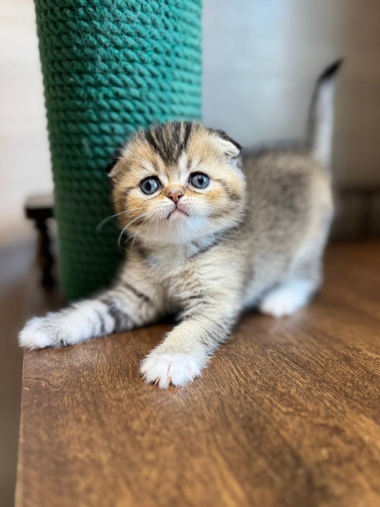 Prokhor Scottish Fold  Male (Available) $2700