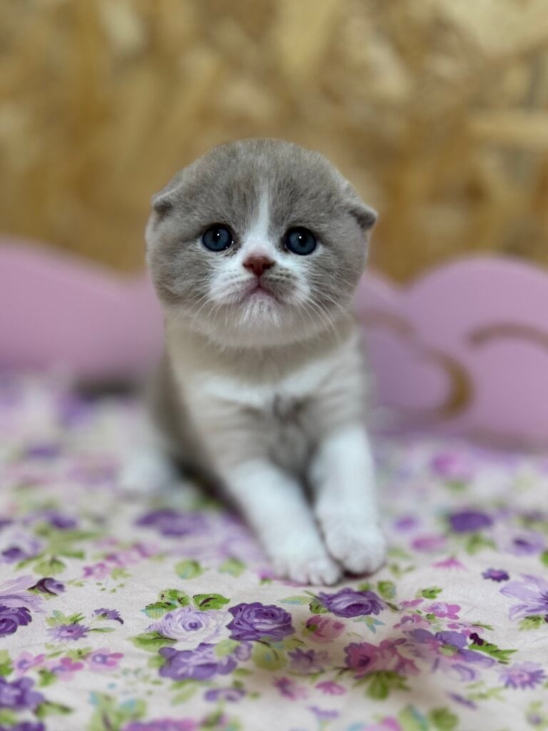 Funtik Scottish Fold  Male (Available) $2850
