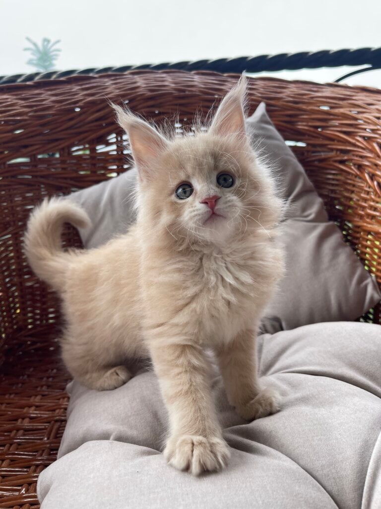 Jin Maine Coon Male (Available) $3000