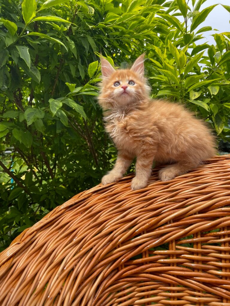 John Maine Coon Male (Available) $3000