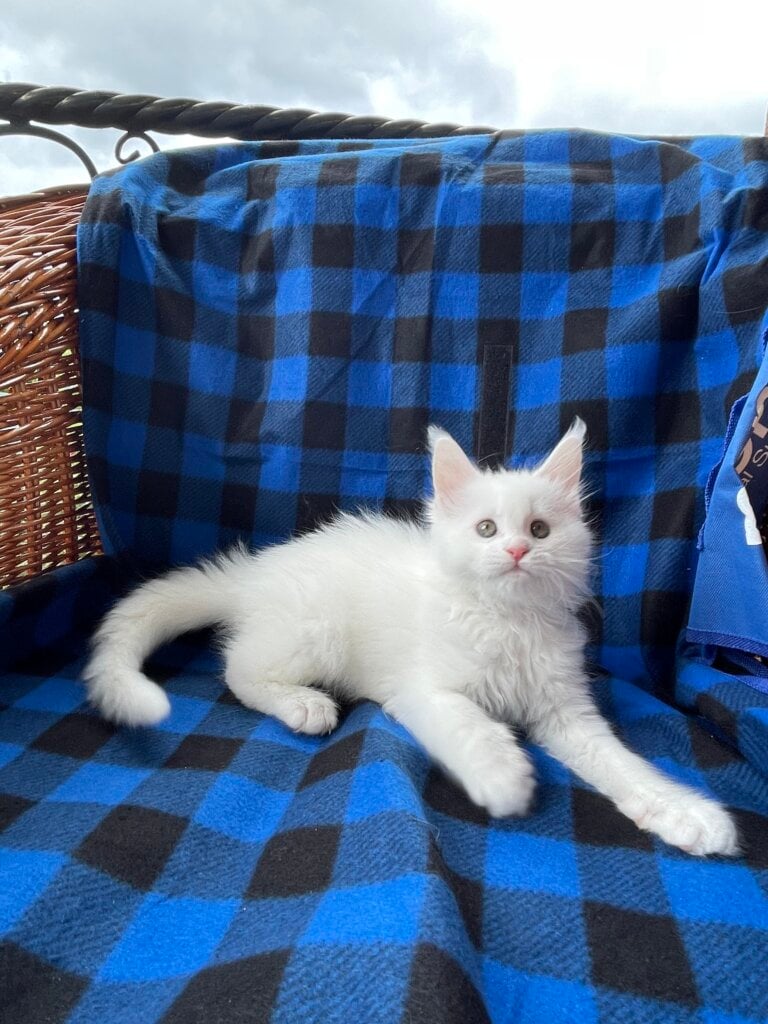 Ilona Maine Coon Female (Available) $2800
