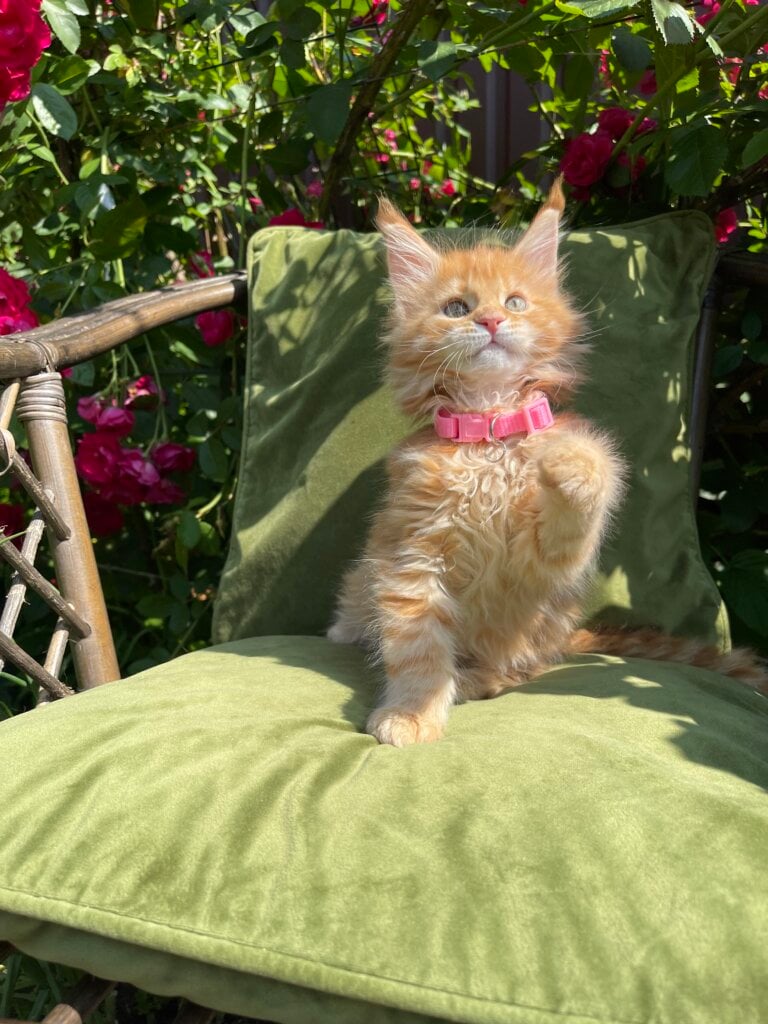 Ima Maine Coon Female (Available) $2700