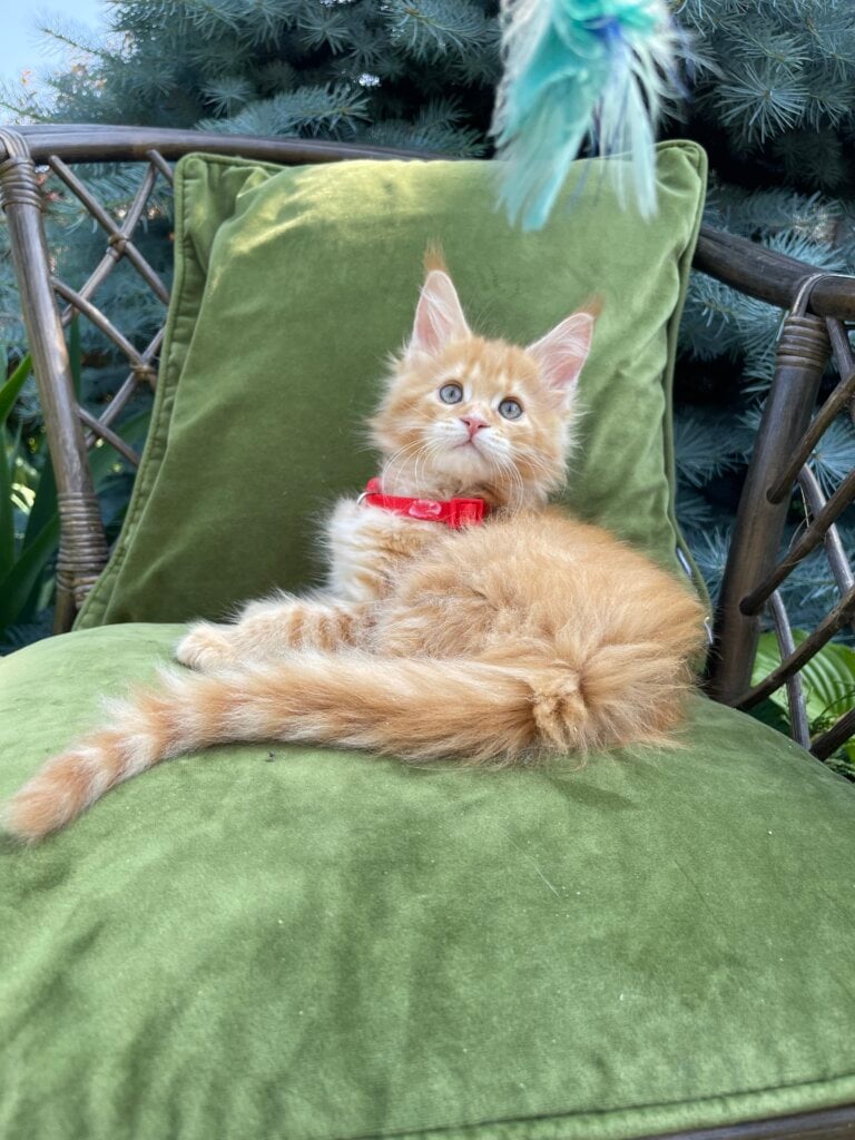 Iliz Maine Coon Female (Available) $2700