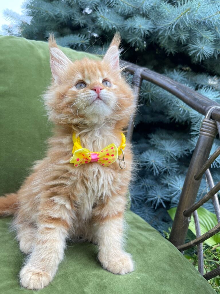 Inga Maine Coon Female (Available) $2700