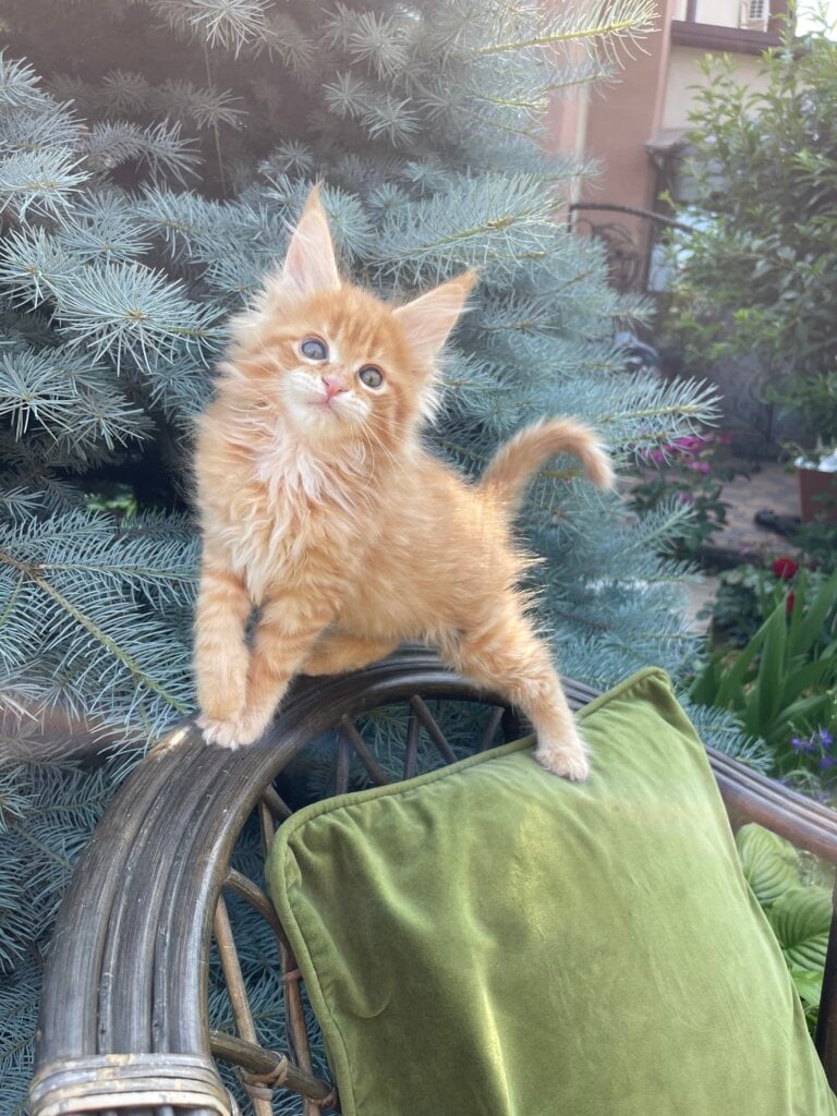 John Maine Coon Male (Available) $3000