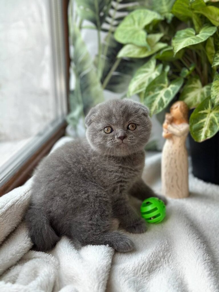 Ekler Scottish Fold  Male (Available) $2700