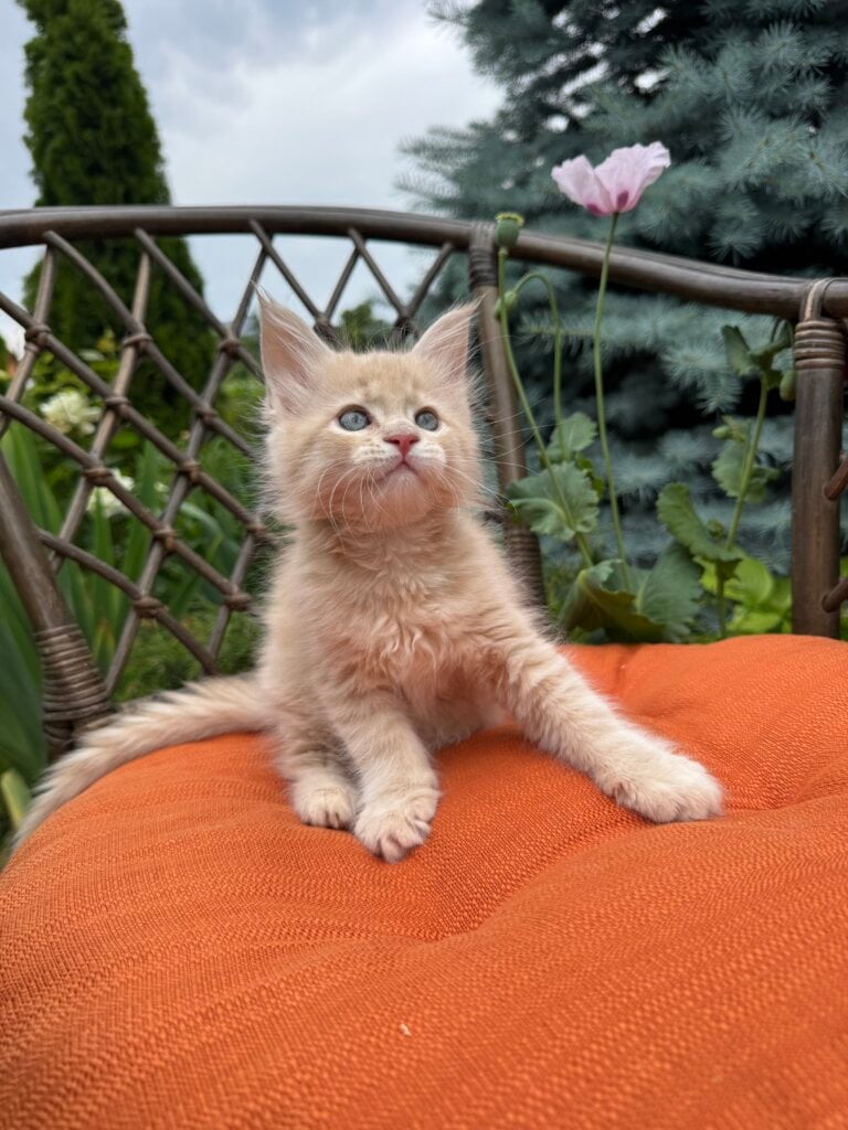 Jimi Maine Coon Female (Available) $2700