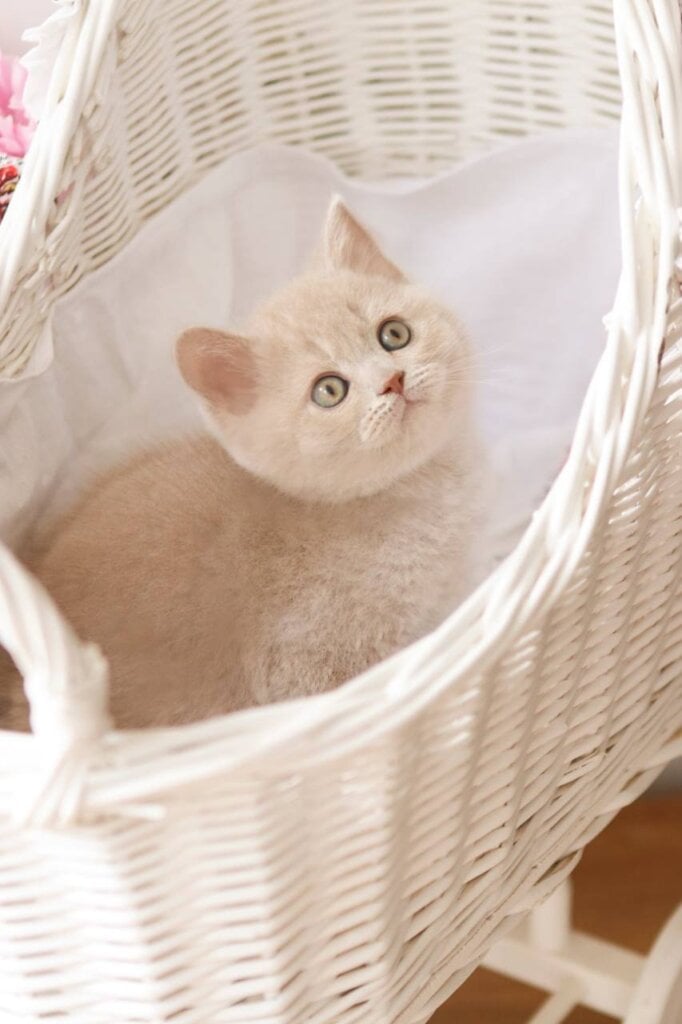 Puffi British Shorthair  Male (Available) $3300