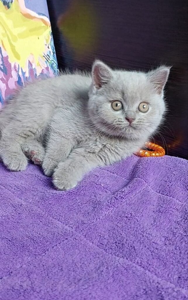 Aya British Shorthair  Female (Available) $2800