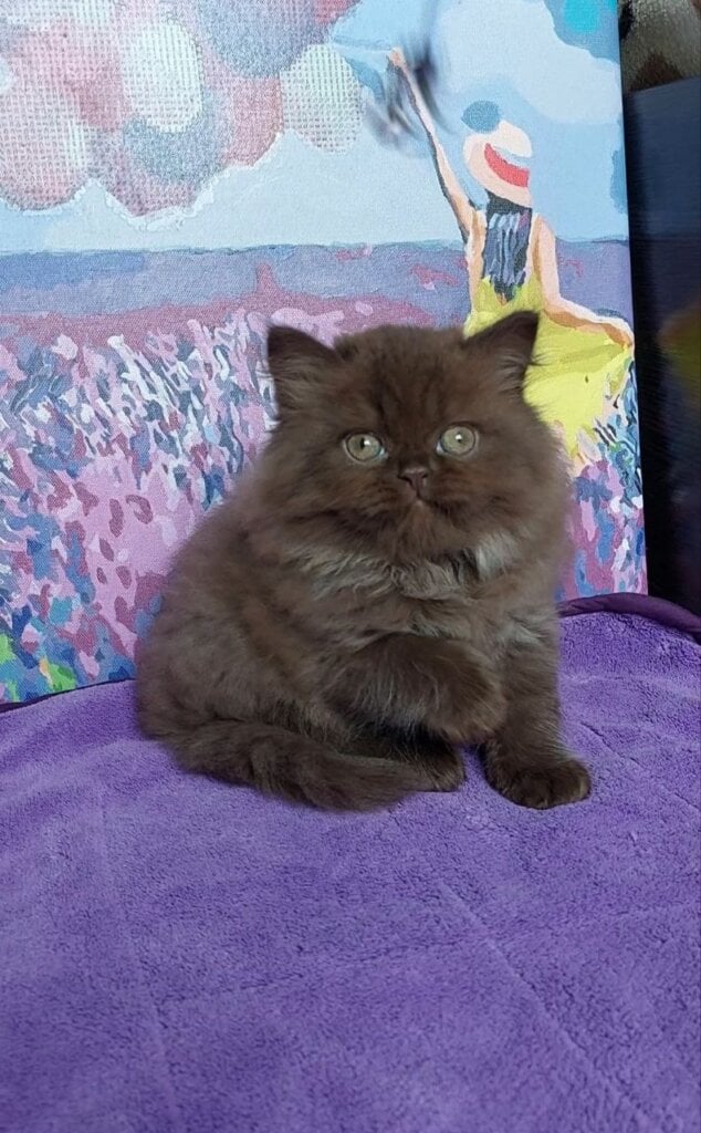 Alex British Longhair  Male (Available) $3200