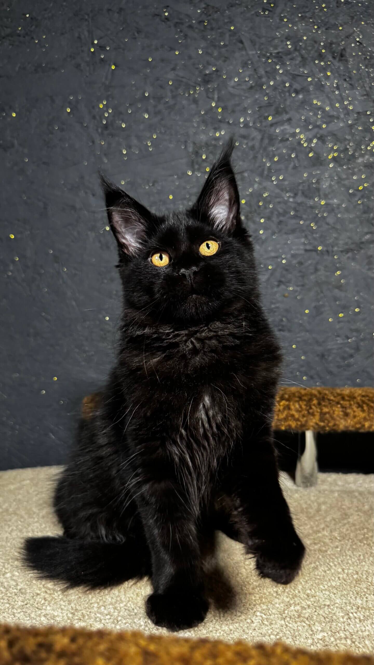 Brina Maine Coon Female (Available) $2900