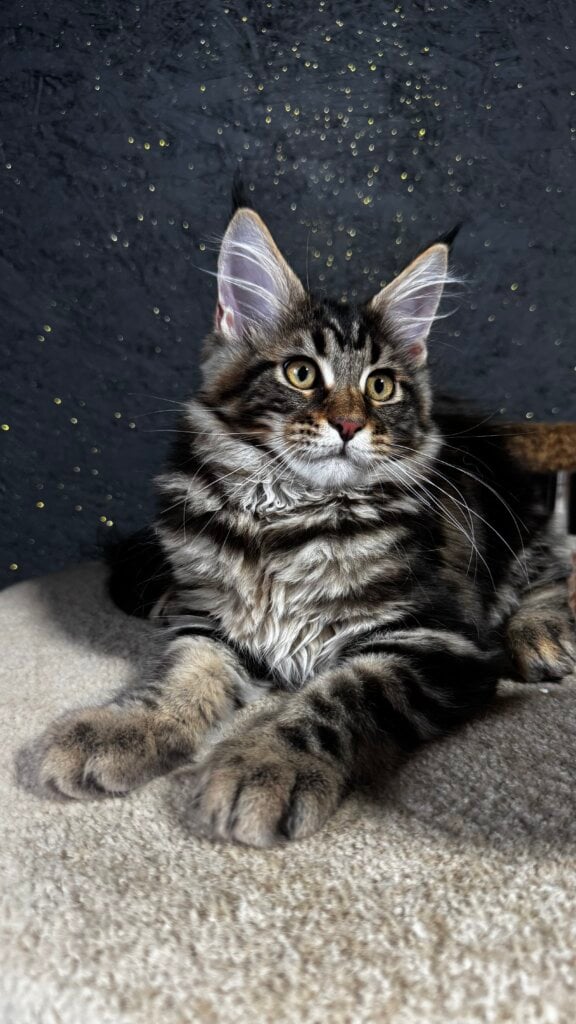 Bro Maine Coon Male (Available) $2900