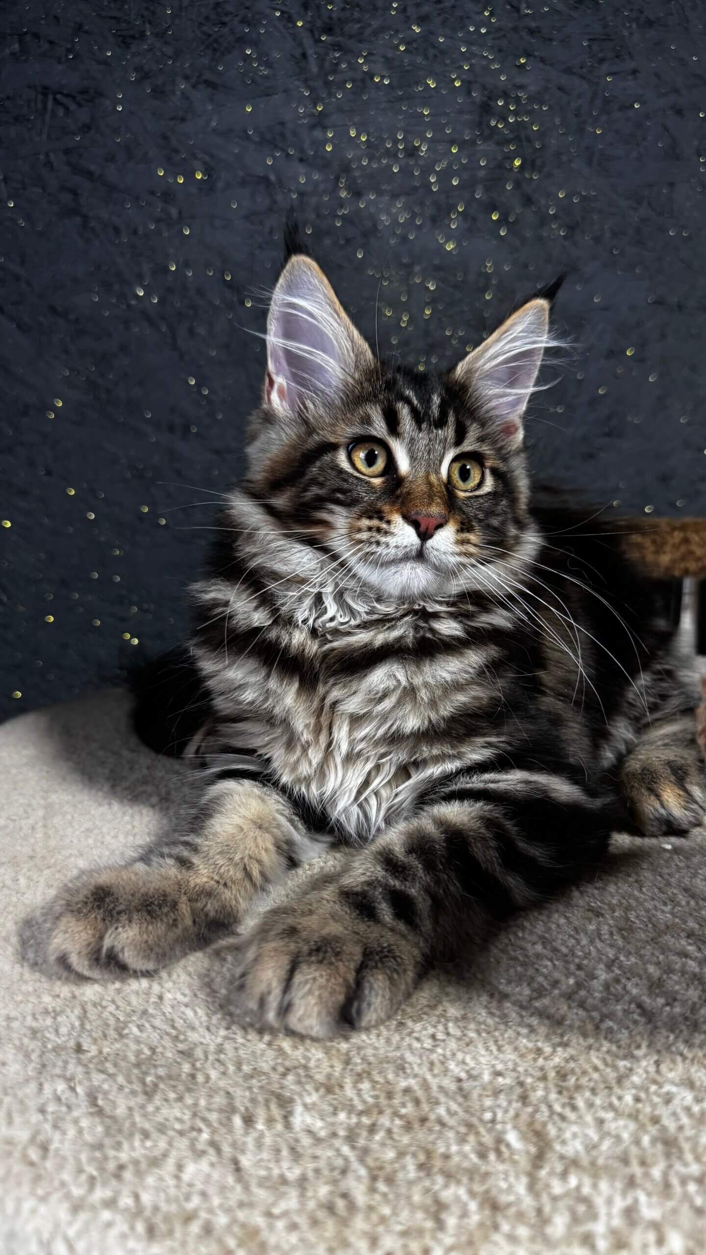 Bro Maine Coon Male (Available) $2900