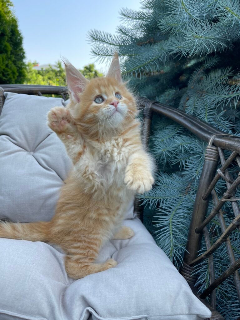 Inga Maine Coon Female (Available) $2700