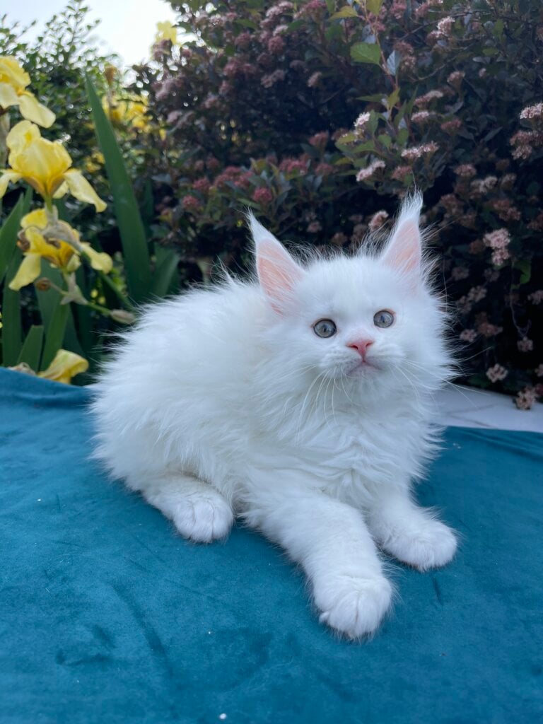 Itan Maine Coon Male (Available) $3000