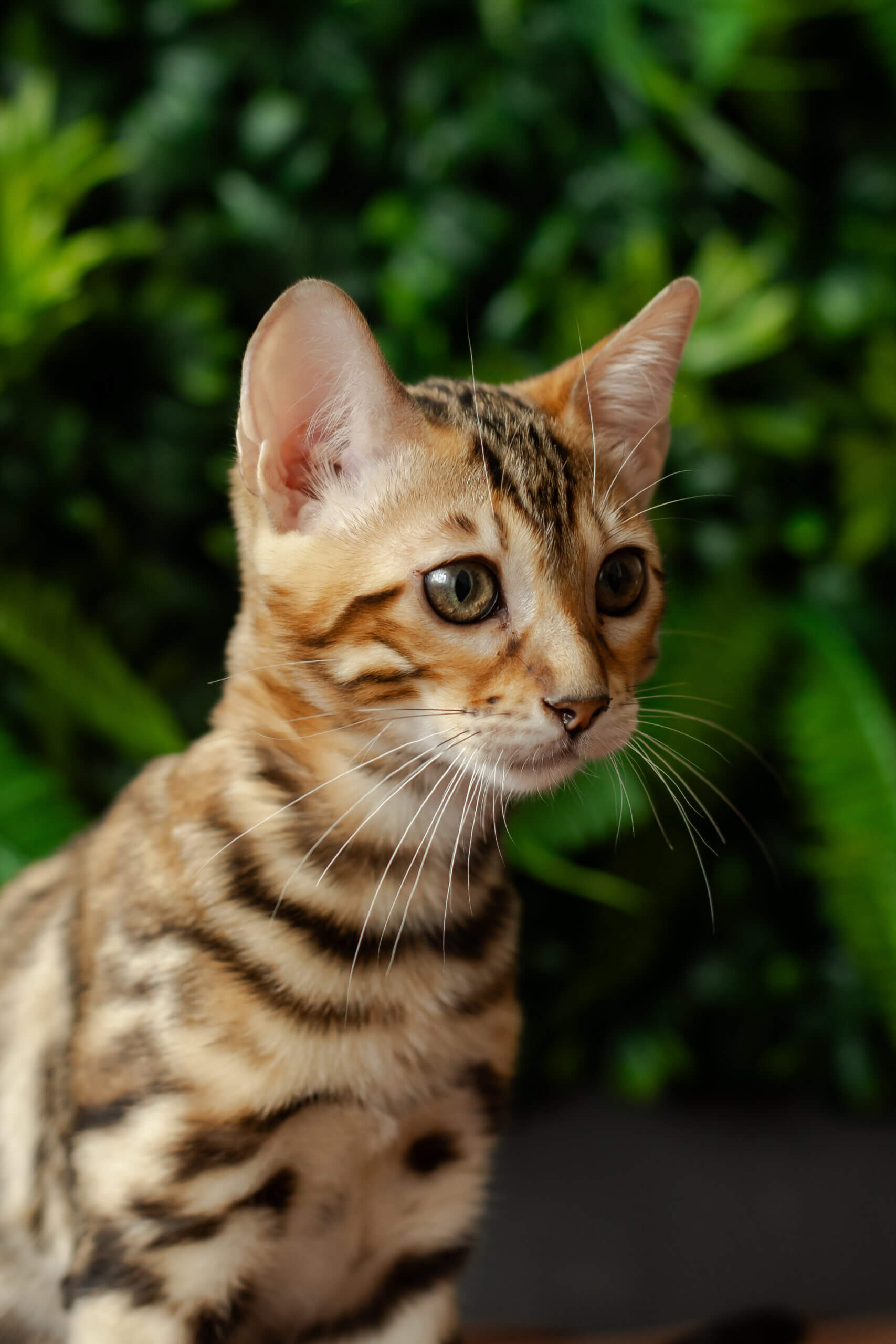 Henny Bengal Female (Available) $3100