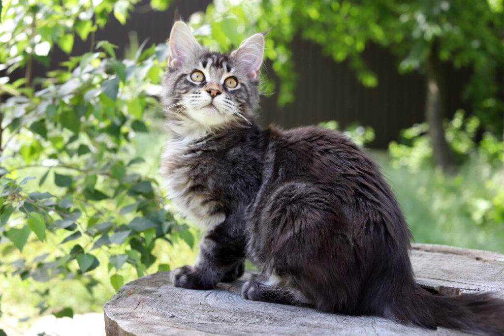Faina Maine Coon Female (Available) $2550