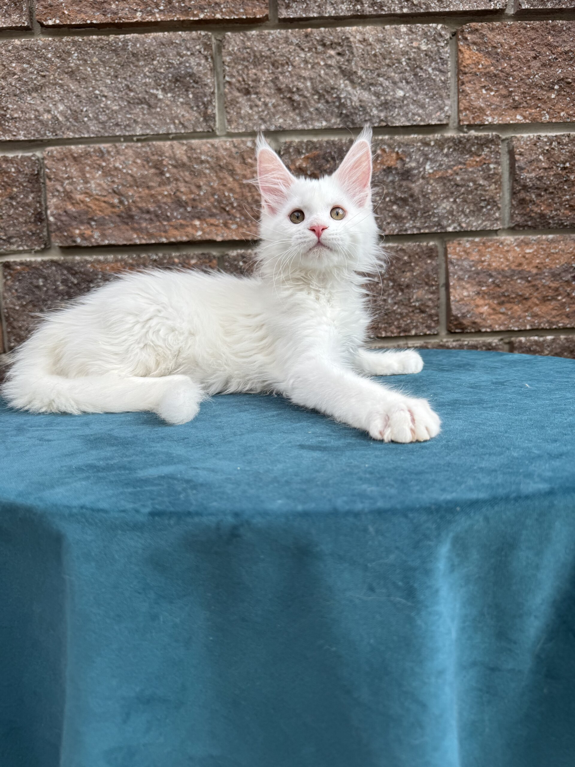 Ilona Maine Coon Female (Reserved) $2800