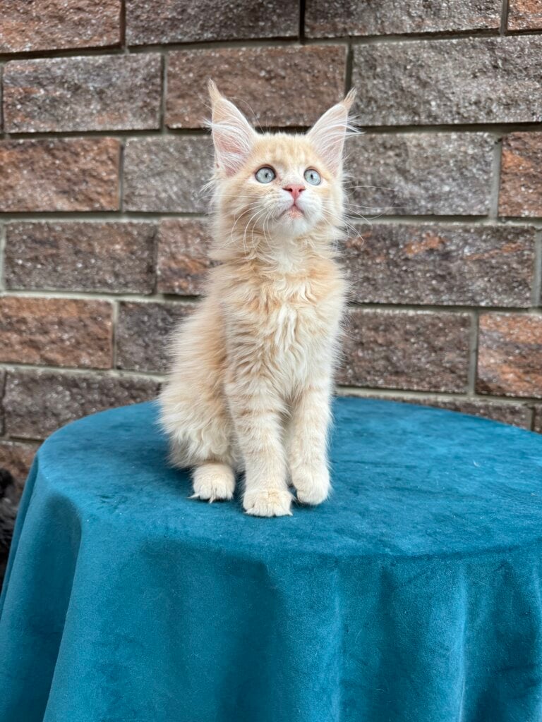 Jimi Maine Coon Female (Available) $2700
