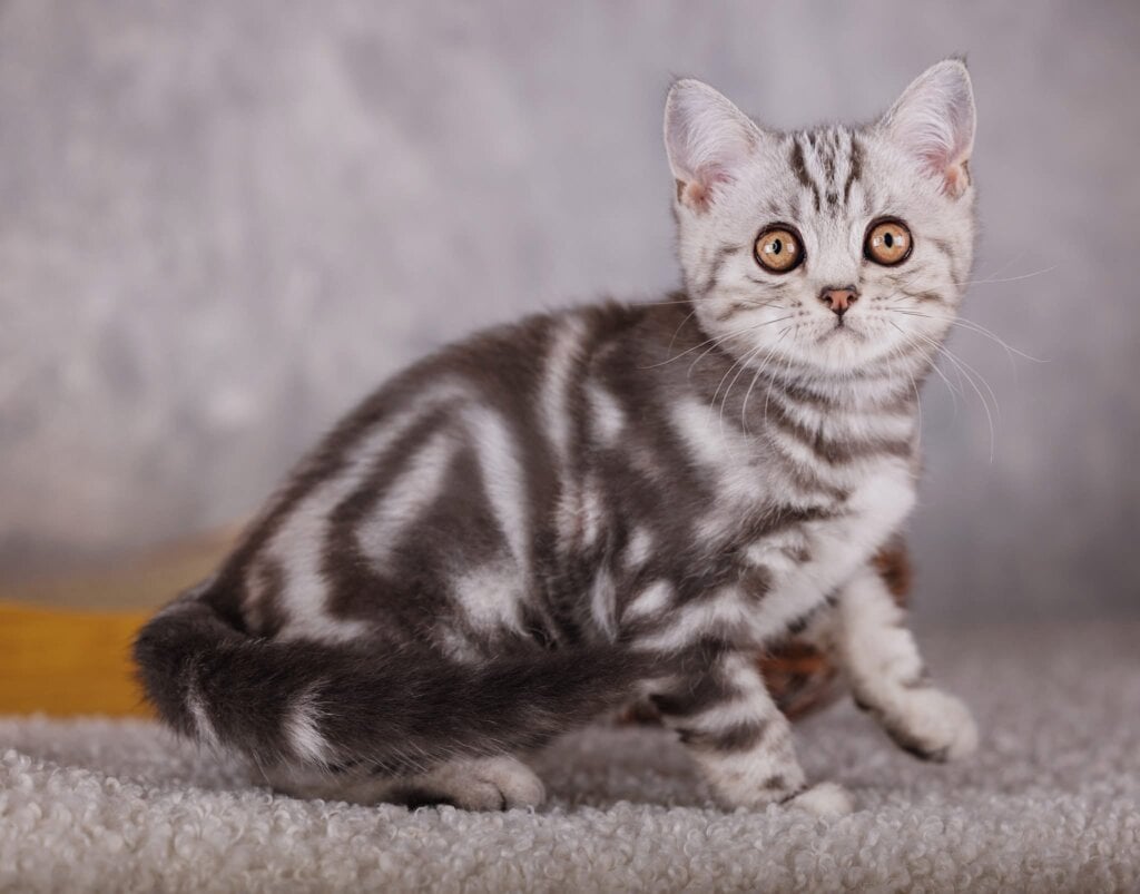 Oliver Scottish Straight Male (Available) $2600