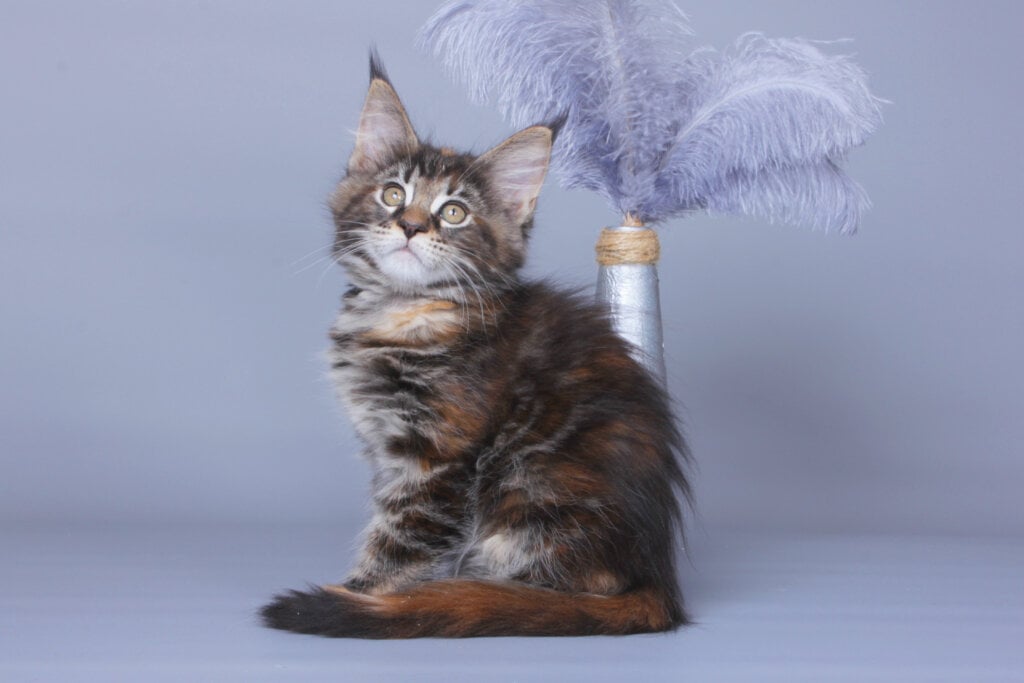 Lare Maine Coon Female (Available) $2700