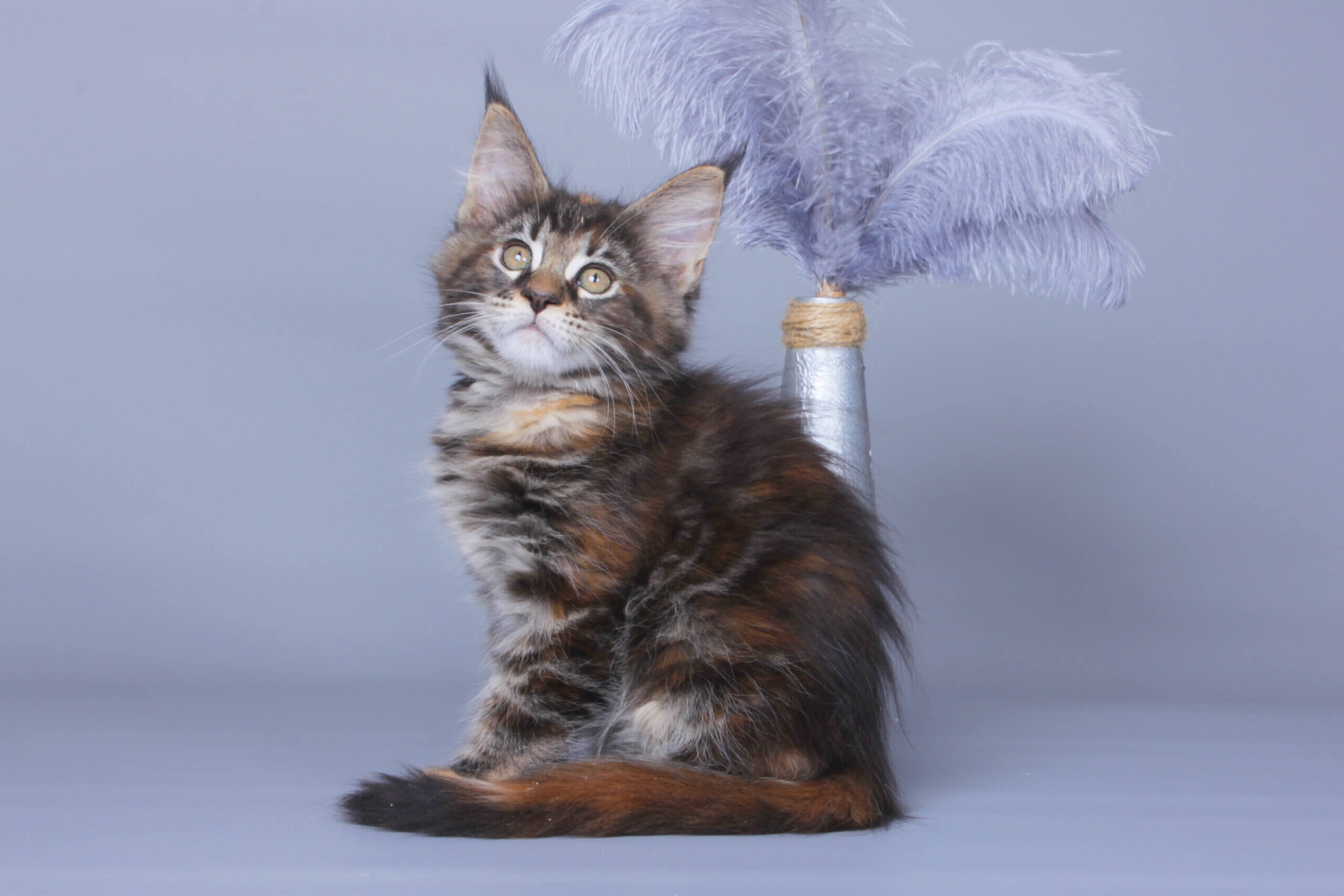 Lare Maine Coon Female (Available) $2700