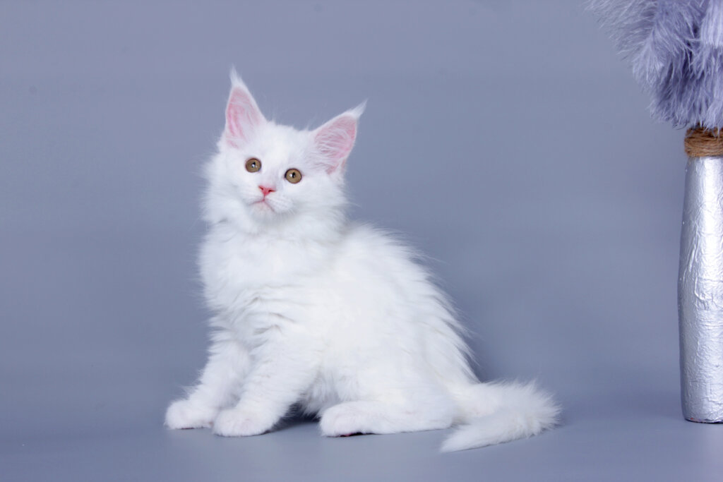 Lolo Maine Coon Female (Available) $2700