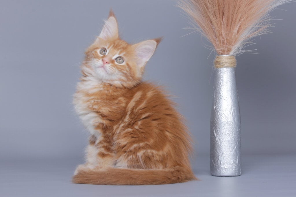 Leonsius Maine Coon Male (Available) $2700