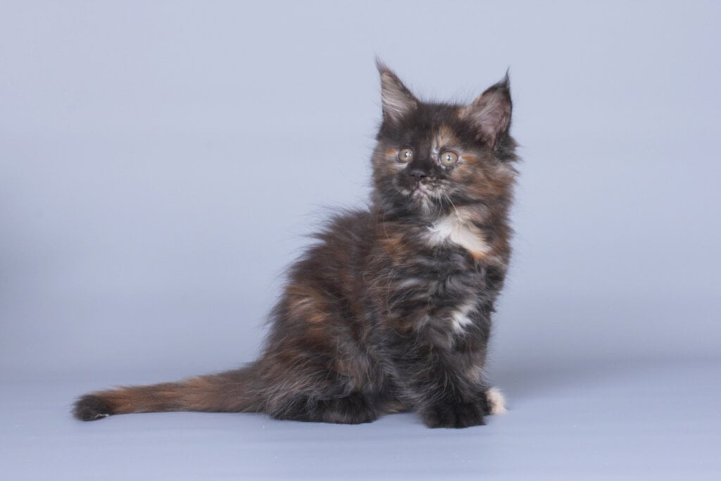 Lula Maine Coon Female (Available) $2700