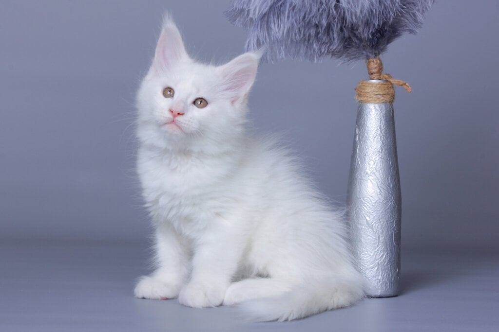 Lama Maine Coon Female (Available) $2700