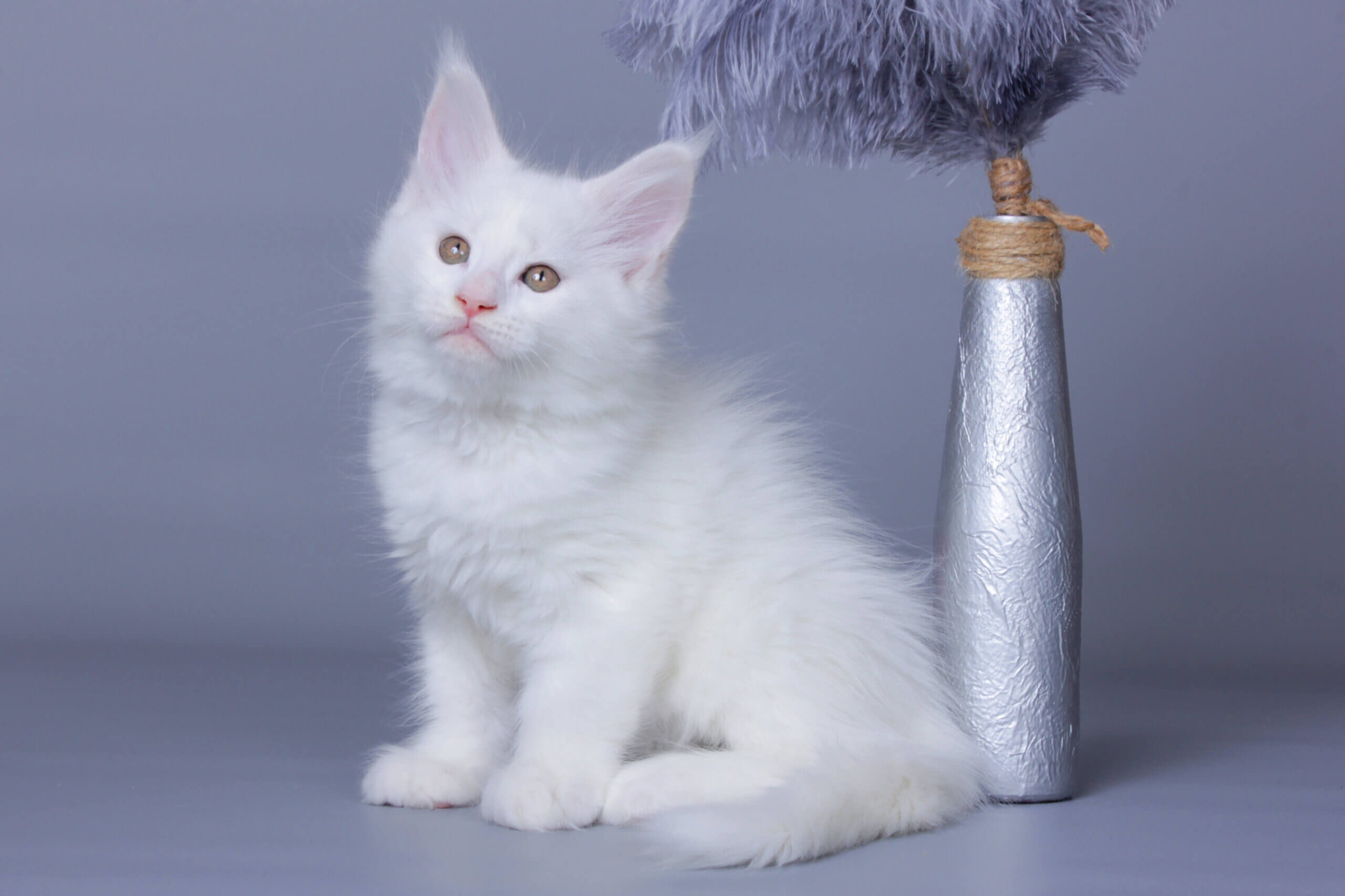 Lama Maine Coon Female (Available) $2700