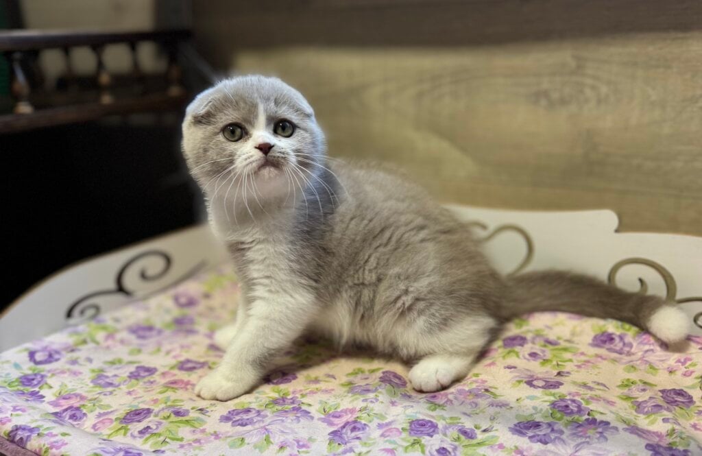 Funtik Scottish Fold  Male (Available) $2850