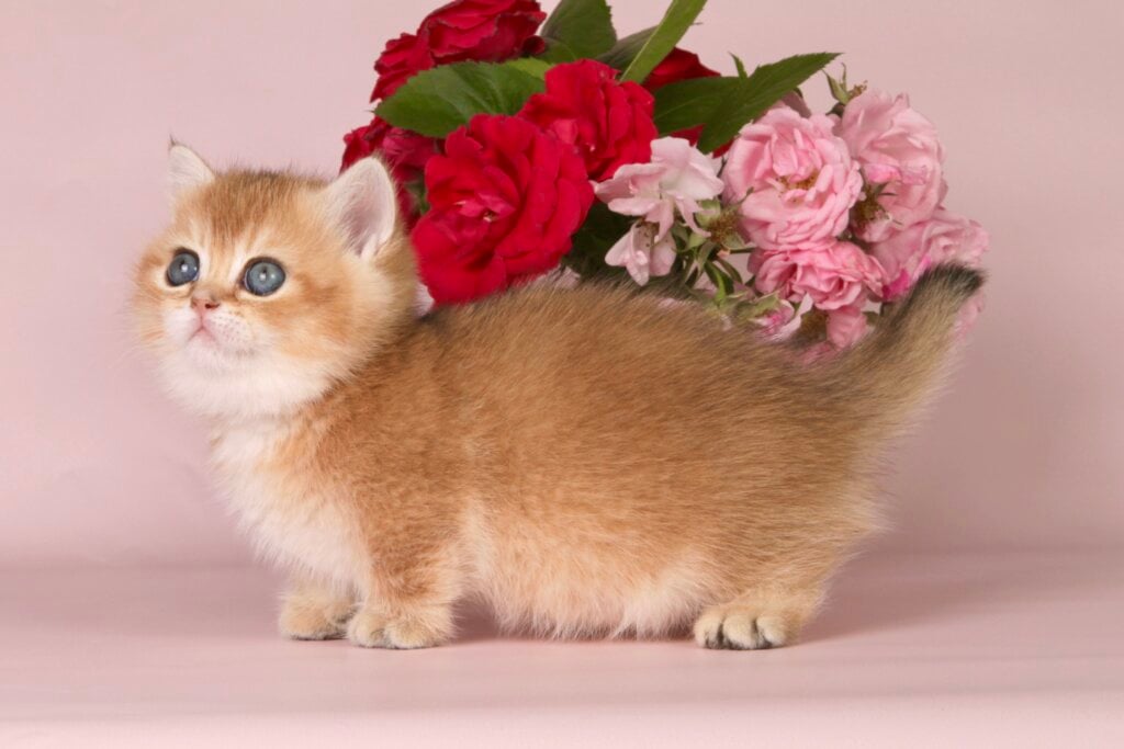 Munchkin Cats: Understanding Their Short Legs and Health Concerns