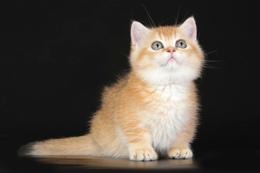 Klepa Munchkin Female (Available) $4400