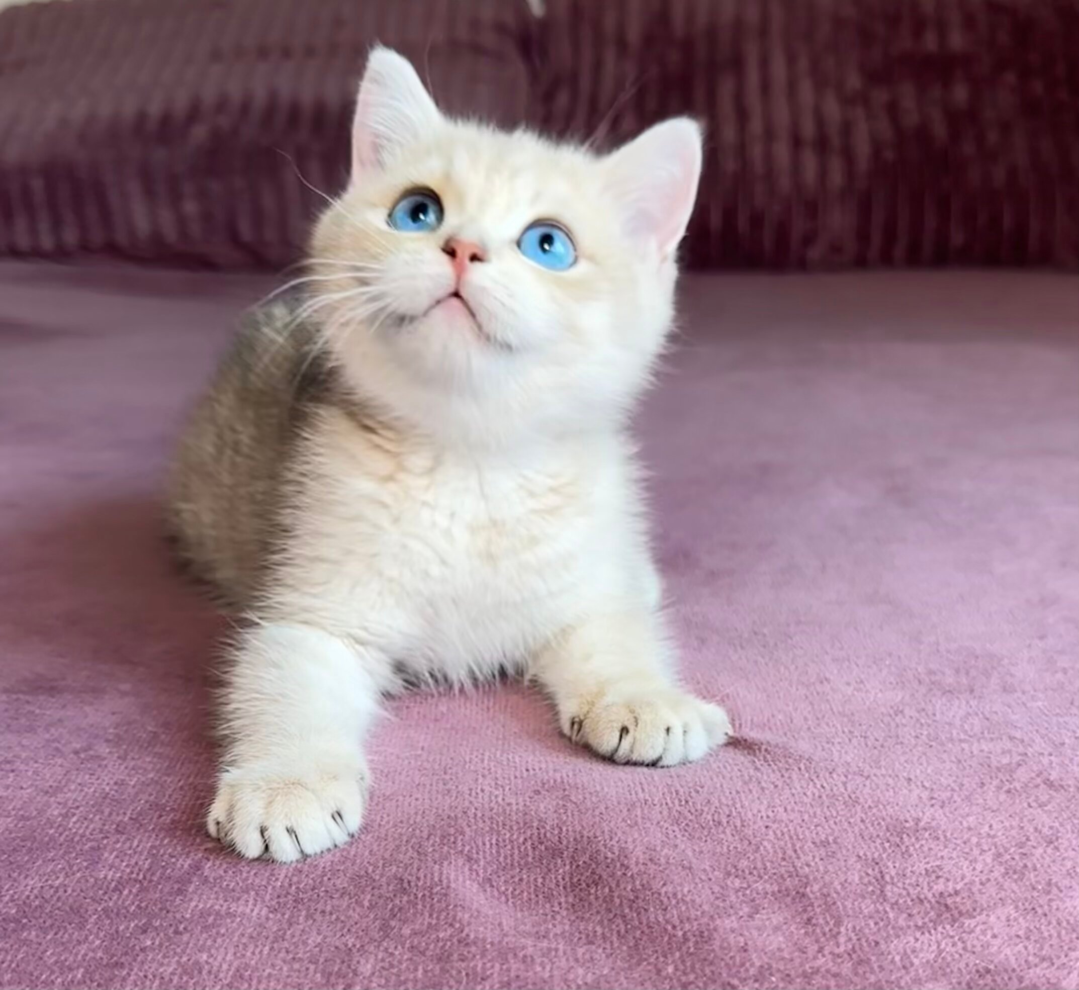 Ocean British Shorthair Male (Available) $4700