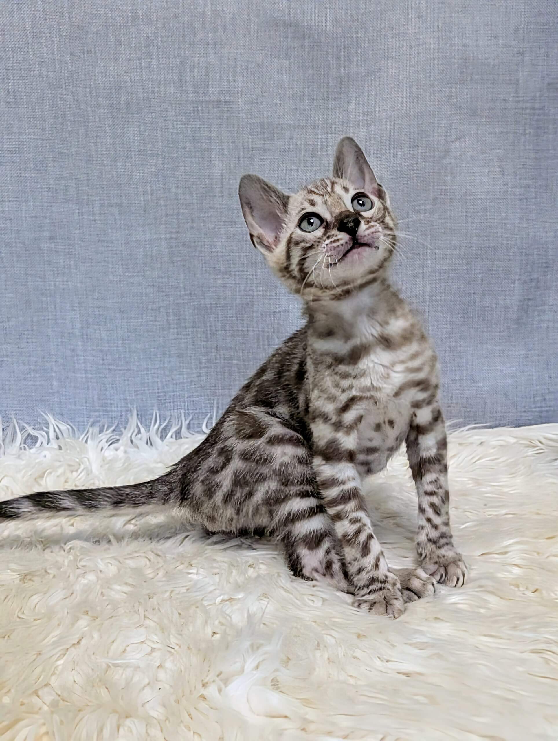 Samuel Bengal Male (Available) $3200