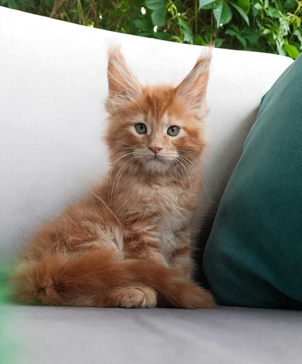 Citramon Maine Coon Male (Available) $3150