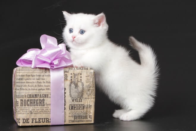 Trisha Munchkin Female (Available) $4100