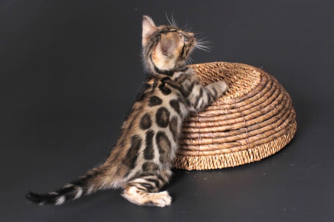 Pasternak Bengal Male (Available) $2900