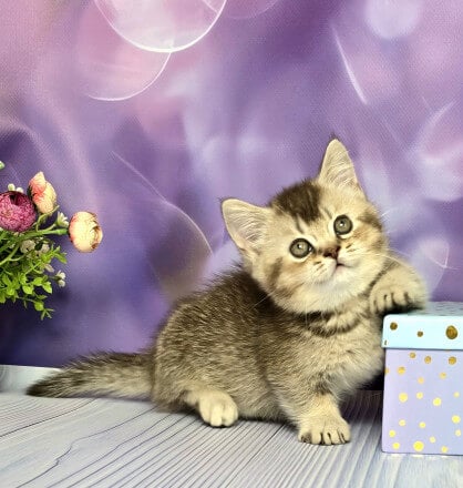 Shadow Munchkin Male (Available) $3900