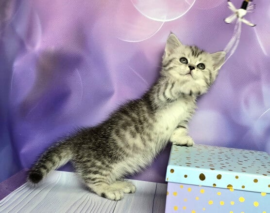 Virena Munchkin Female (Available) $3400