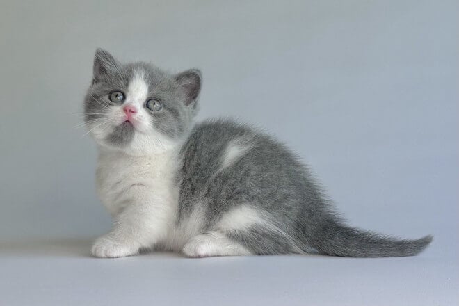 U-Bogdana Munchkin Female (Available) $3650