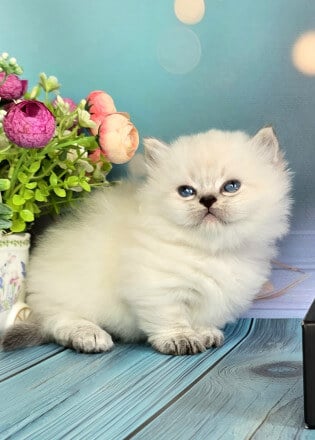 Urus Munchkin Male (Available) $3700