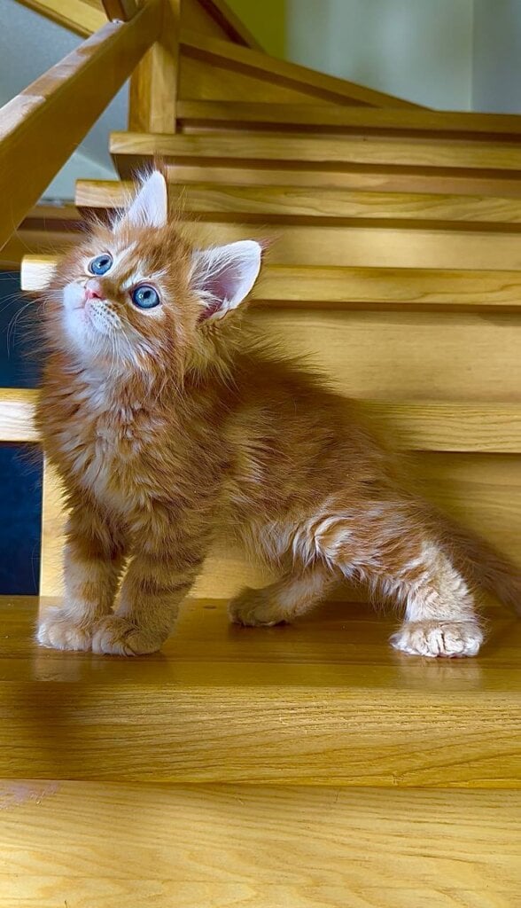 Narcissus Maine Coon POLY Male (Available) $3700