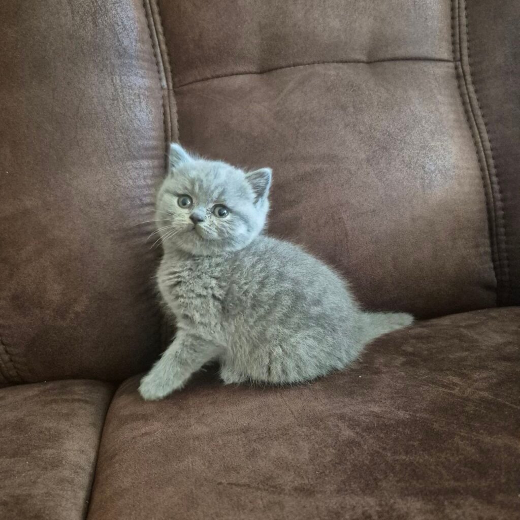 Hilary British Shorthair Female (Available) $2800