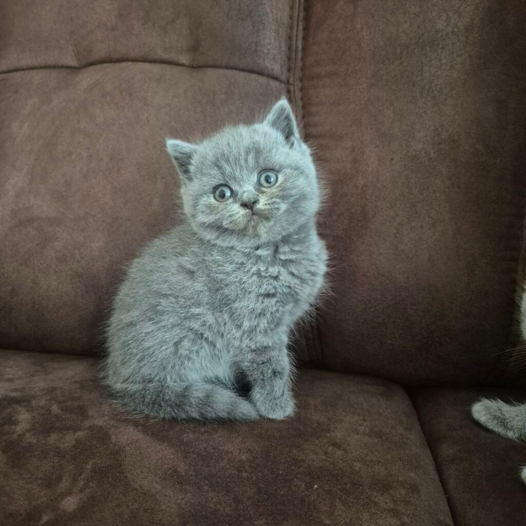 Hugo British Shorthair Male (Available) $2800