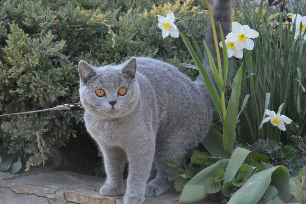 Georgina British Shorthair Female (Available) $2700