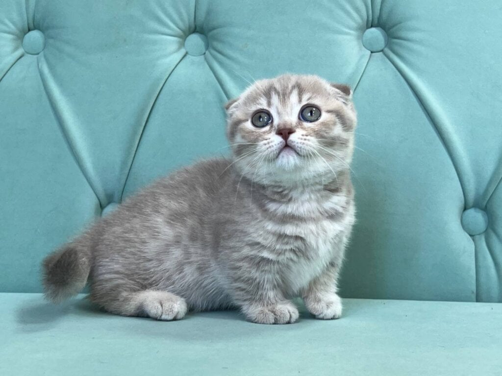 Basia Munchkin Female (Available) $4200